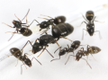 Tapinoma erraticum