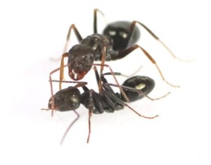 Cataglyphis iberica ( Królowa plus 1-5 robotnic)