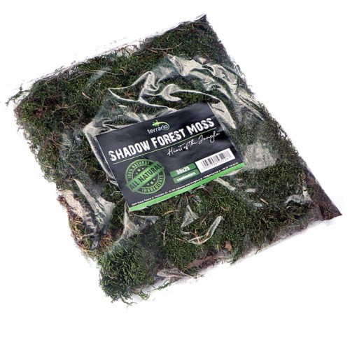 mech Shadow Forest Moss.jpg
