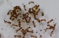 Mrówki Temnothorax sp.