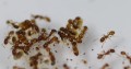 Mrówki Temnothorax sp.