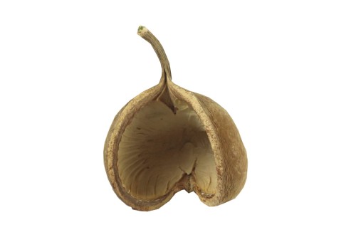Orzech Buddha nut