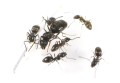 Tapinoma erraticum