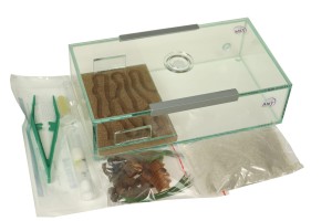 Formikarium korkowe Kompakt II, z wystrojem ( wielkość kolonii mrówek do wyboru)