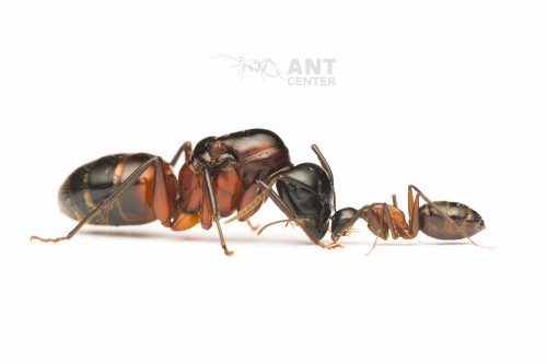 Camponotus ligniperda- mrówki do hodowli w domu