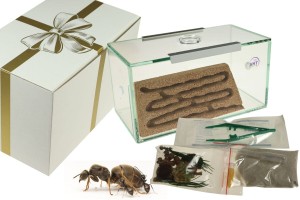 Prezent: Zestaw BRAND z wyposażeniem oraz kolonią mrówek Lasius niger