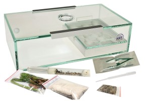 Formikarium gipsowe Kompakt z Messor barbarus