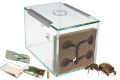 Formikarium Dream oraz kolonia mrówek Lasius niger do wyboru