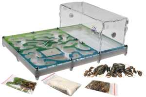 Zestaw startowy: Formikarium Spring House II z przegrodami, mrówki Messor barbarus, pokrywa do wyboru