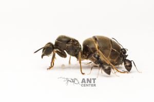 Lasius niger