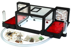 Terrarium (formikarium) dla mrówek – Modułowe BlackAnt – Zestaw nr 14 z kolonią Messor barbarus