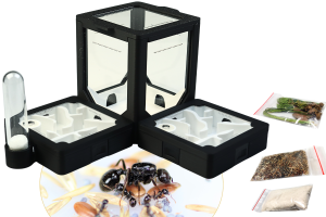 Formikarium BlackAnt 5 – zestaw do hodowli Messor barbarus z mrówkami