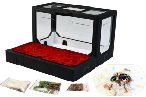 Formikarium BlackAnt Zestaw nr 2 z mrówkami i czerwoną pokrywą do wyboru