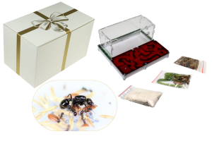 Prezent: Zestaw Green House II z wystrojem oraz kolonią mrówek Messor barbarus ( królowa plus 10-20 robotnic) 