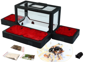 Formikarium BlackAnt 11 – zestaw do hodowli Messor barbarus z mrówkami