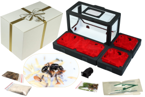 Zestaw Prezentowy BlackAnt nr 11 z mrówkami i czerwonymi pokrywami
