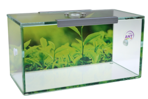 Terrarium dla mrówek – arena szklana Grass 20×10×10 cm