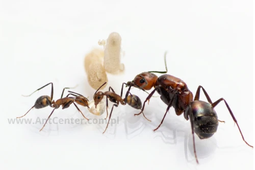 Królowa Camponotus nicobarensis z robotnicami