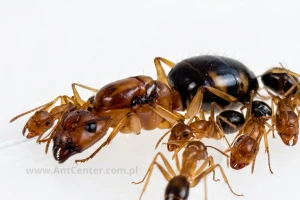 Camponotus maculatus subnudus