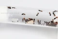 Kolonia mrówek- Królowa Crematogaster Scutellaris i robotnice- w probówce
