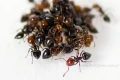Kolonia mrówek z bliska- Królowa Crematogaster Scutellaris