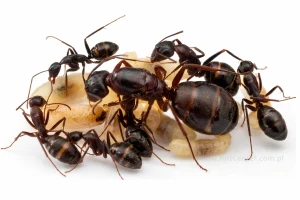 Camponotus sylvaticus