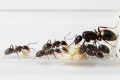 Camponotus silvaticus-Królowa, robotnice, poczwarki-mrówki pokazane w probówce.webp