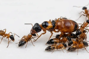 Opisthopsis rufithorax (Królowa i około 10 robotnic)
