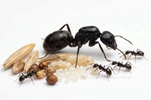 Messor minor hesperius bicolor