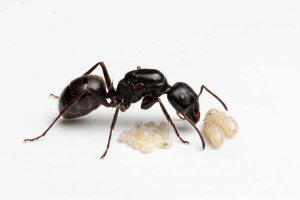 Messor wasmanni