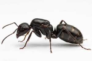 Camponotus japonicus