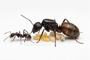Camponotus cruentatus