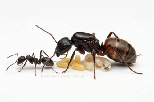 Camponotus cruentatus z kolonią