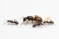 Królowa Camponotus cruentatus z kolonią