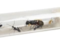 Camponotus cruentatus- hodowla w probówce