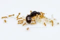 MRÓWKI Solenopsis fugax z robotnicami i jajkami