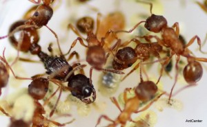 Myrmica sp.