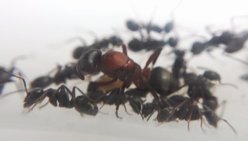 Formica sanguinea