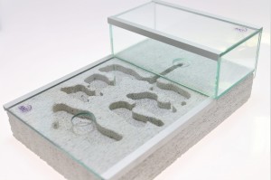 Zestaw: HERKULES 2 plus mrówki Messor barbarus ( wielkość koloni do wyboru) + GRATISY !