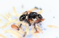 Kolonia mrówek Messor barbarus