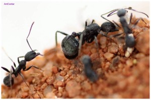 Aphaenogaster senilis ( królowa plus ilość robotnic do wyboru )