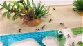Tak może wyglądać Twoje formikarium z Aphaenogaster senilis- tutaj w Spring House