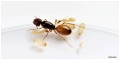 Mrówki Camponotus turkenistanus