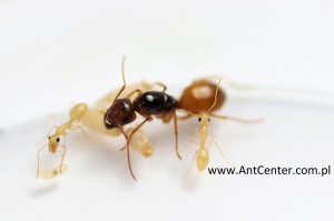 Camponotus turkestanus