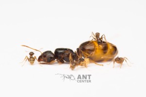 Pheidole pallidula