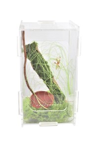 Modliszkarium  10x10x18 cm z zielonym mchem