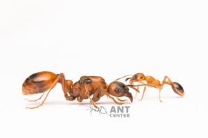 Manica rubida