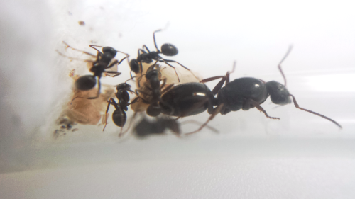 Formica lemani