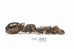 Formica fusca