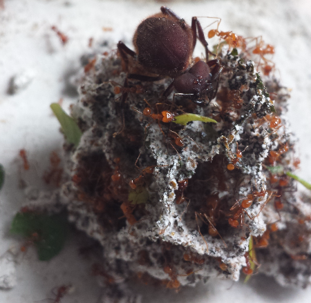 Atta cephalotes